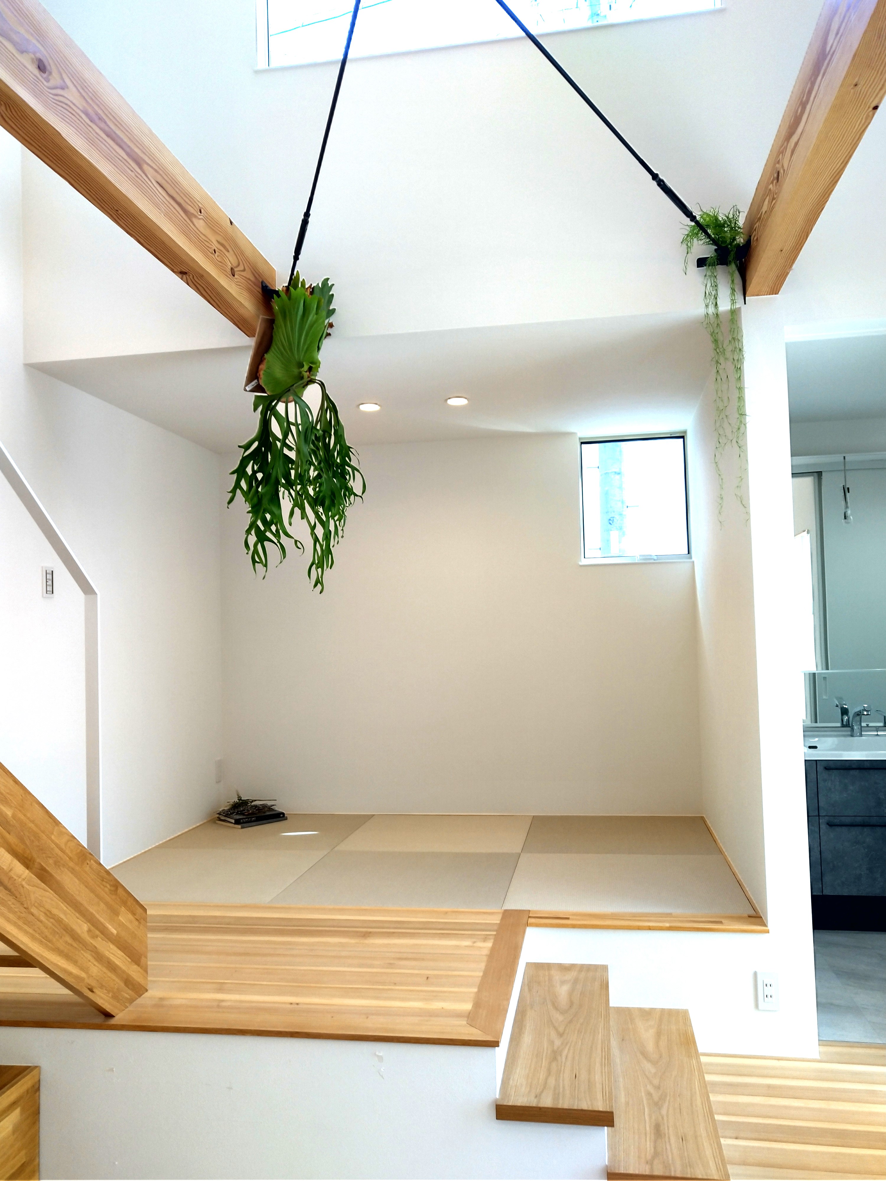 インテリアプランツ