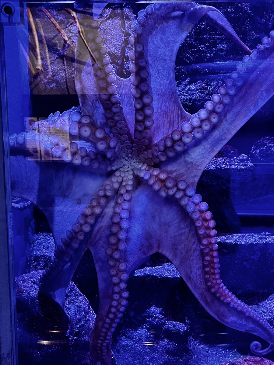 海の生き物ってなんかいいですよね。